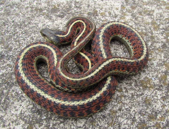 Coast Garter Snake